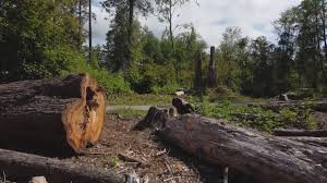 How Our Tree Care Process Works  in  Fort Belvoir, VA